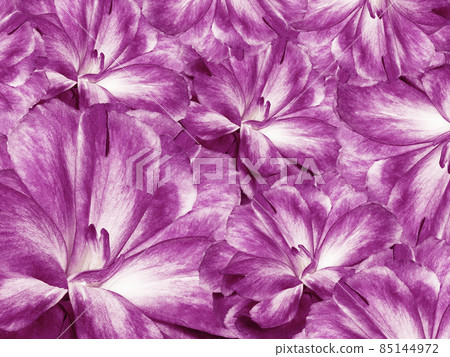 Floral purple background. A bouquet of cloves flowers. Close-up. Flower composition. Nature. Floral purple background. A bouquet of cloves flowers. Close-up. Flower composition. Nature. 85144972