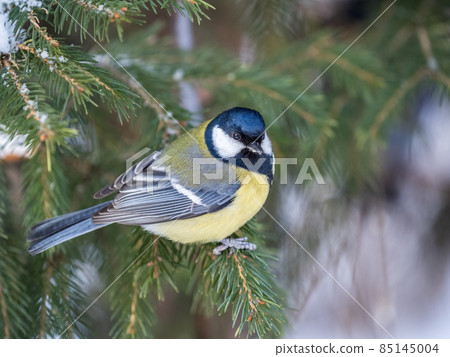 Cute bird Great tit, songbird sitting on the fir branch Cute bird Great tit, songbird sitting on the fir branch 85145004