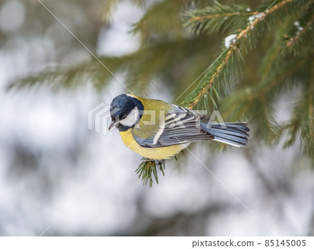 Cute bird Great tit, songbird sitting on the fir branch 85145005