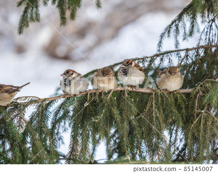 Three Sparrows sits on a fir branch in the autumn or winter Three Sparrows sits on a fir branch in the autumn or winter 85145007