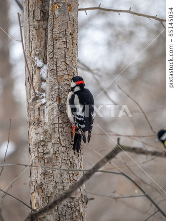 Little woodpecker sits on a tree trunk with snow in winter. The great spotted woodpecker, Dendrocopos major 85145034