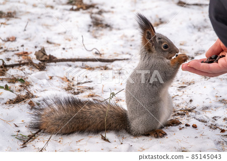 Squirrel eats nuts from a man's hand. Caring for animals in winter or autumn. Squirrel eats nuts from a man's hand. Caring for animals in winter or autumn. 85145043