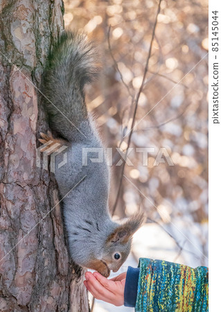 A little child in winter feeds a squirrel with a nut. A little child in winter feeds a squirrel with a nut. 85145044