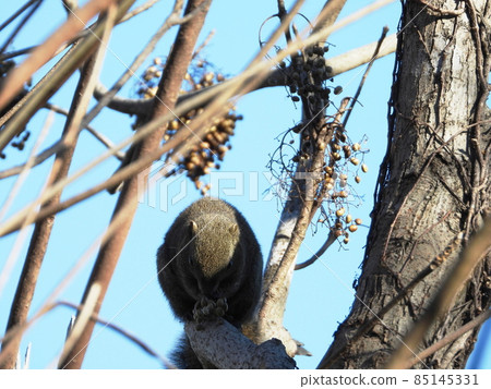 台灣松鼠 85145331