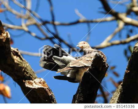 Yamabat Eastern turtle dove 85145336