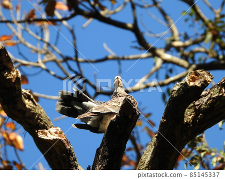 Yamabat Eastern turtle dove 85145337