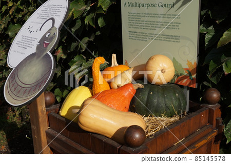 Montreal Jack Cartier Square Halloween decorations Montreal Jack Cartier Square Halloween decorations 85145578