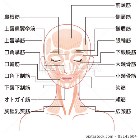 Mechanism of facial muscles Beauty medicine Mechanism of facial muscles Beauty medicine 85145604