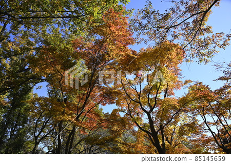 秋葉和晴朗的天空 85145659