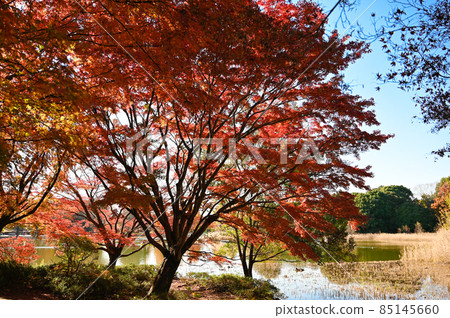 秋葉和晴朗的天空 85145660