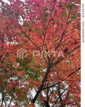 Autumn leaves Autumn leaves 85145704