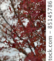 Autumn leaves 85145786