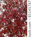Autumn leaves 85145787