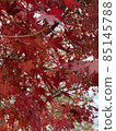 Autumn leaves 85145788