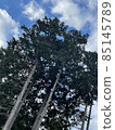 Autumn leaves 85145789