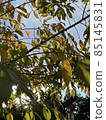 Autumn leaves 85145831