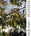 Autumn leaves 85145832