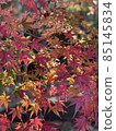 Autumn leaves 85145834