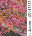 Autumn leaves 85145835