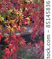 Autumn leaves 85145836