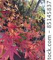 Autumn leaves 85145837