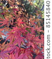 Autumn leaves 85145840