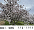 Cherry Blossoms	 85145863