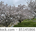 Cherry Blossoms	 85145866