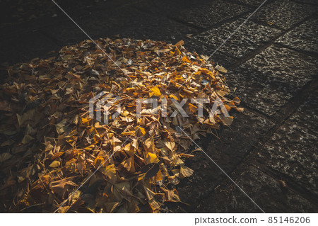 銀杏的落葉掃過石板路和深秋的陽光,有一種啞光的感覺 銀杏的落葉掃過石板路和深秋的陽光,有一種啞光的感覺 85146206