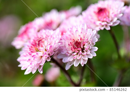 Scenery of Kangiku Scenery of Kangiku 85146262