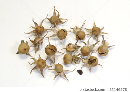 牽牛花種子 牽牛花種子 85146278