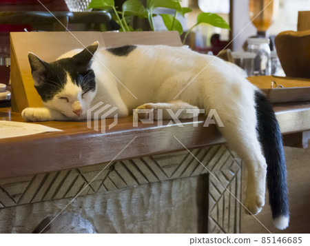 A cat napping at the reception counter of a guest house 85146685
