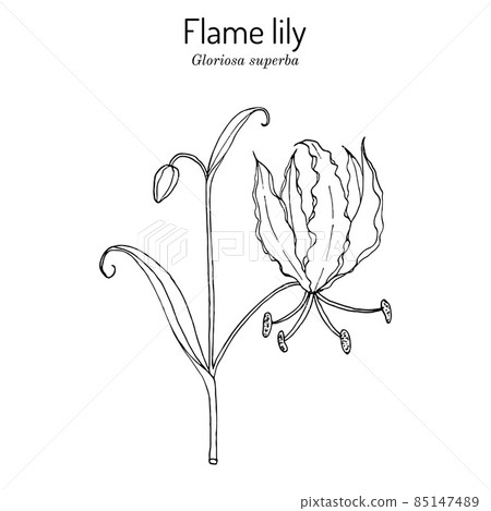 Flame lily Gloriosa superba , medicinal plant 85147489