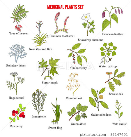 Medicinal plants collection 85147491