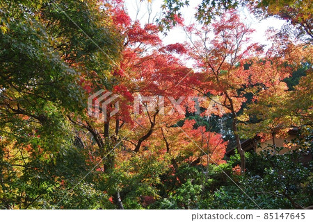 秋色中的吉見園風景 秋色中的吉見園風景 85147645