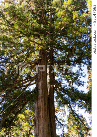 [長野縣]戶隱神社 85147662