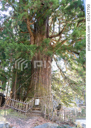 [Nagano Prefecture] Togakushi Shrine 85147700