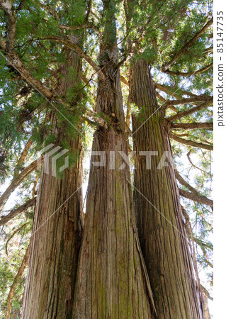 [Nagano Prefecture] Togakushi Shrine 85147735