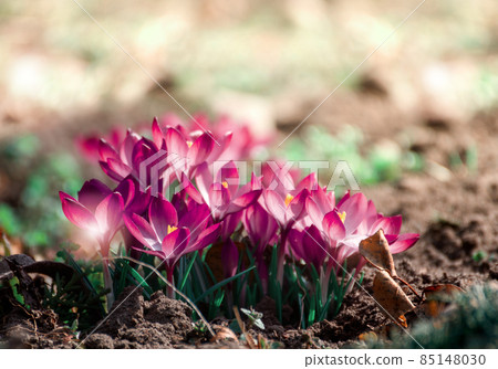 Beautiful crocuses spring first oniony. Group of blooming purple flowers, good for greeting postcard. Beautiful crocuses spring first oniony. Group of blooming purple flowers, good for greeting postcard. 85148030