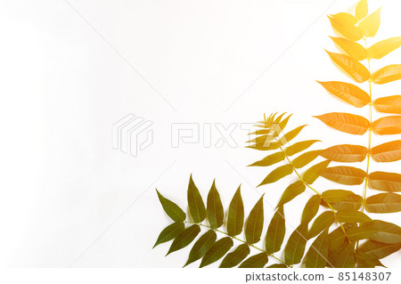 Green leaf branches on white background. flat lay, top view. Sun Flare 85148307