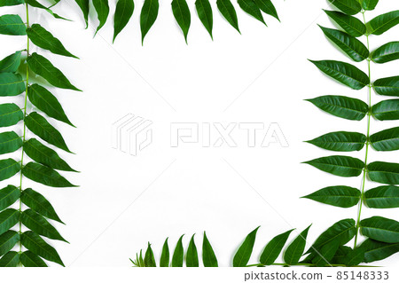 Green leaf branches on white background. flat lay, top view 85148333
