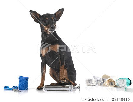 ill miniature pinscher in studio ill miniature pinscher in studio 85148410