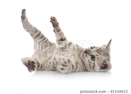 bengal kitten in studio 85148422