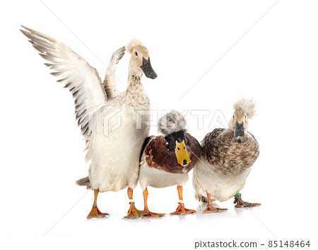Crested ducks breeds Crested ducks breeds 85148464