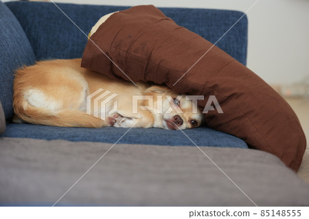 長外套奇瓦瓦 85148555