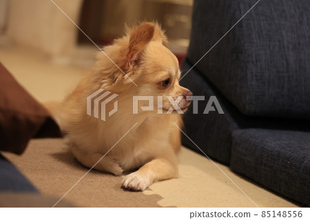 長外套奇瓦瓦 長外套奇瓦瓦 85148556