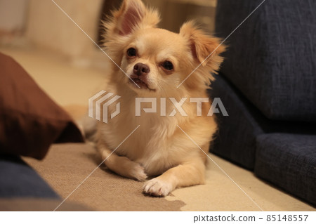 長外套奇瓦瓦 85148557