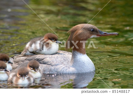 Kawaaisa parent and child 85148817