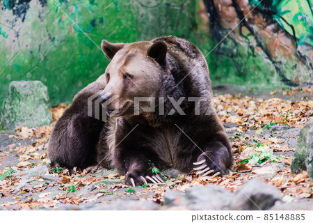 Closeup beautiful portrait of big brown bear Closeup beautiful portrait of big brown bear 85148885