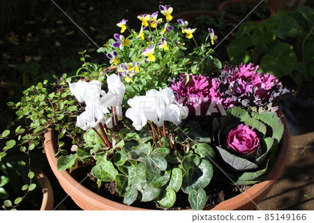 Group planting of white cyclamen 85149166